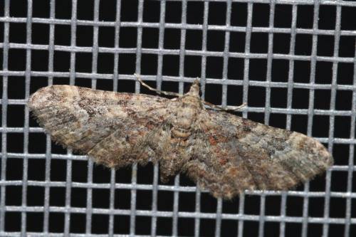 Gymnoscelis rufifasciata